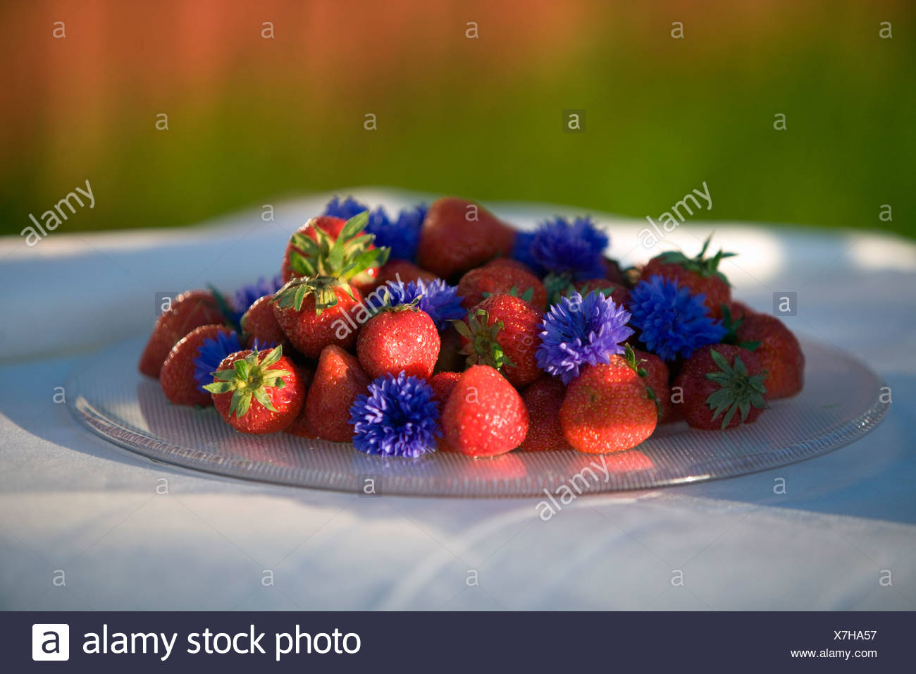 Fraises, Fejan, archipel de Stockholm, Suède. Banque D'Images