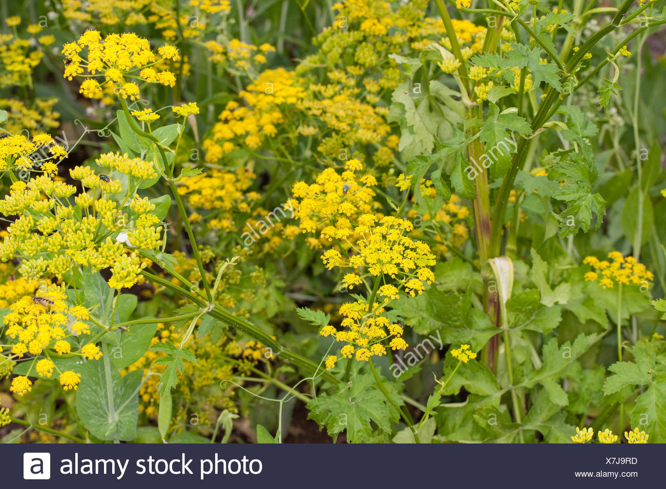 Panais Sauvage Pastinaca Sativa A Fleurs Jaunes Photo Stock Alamy