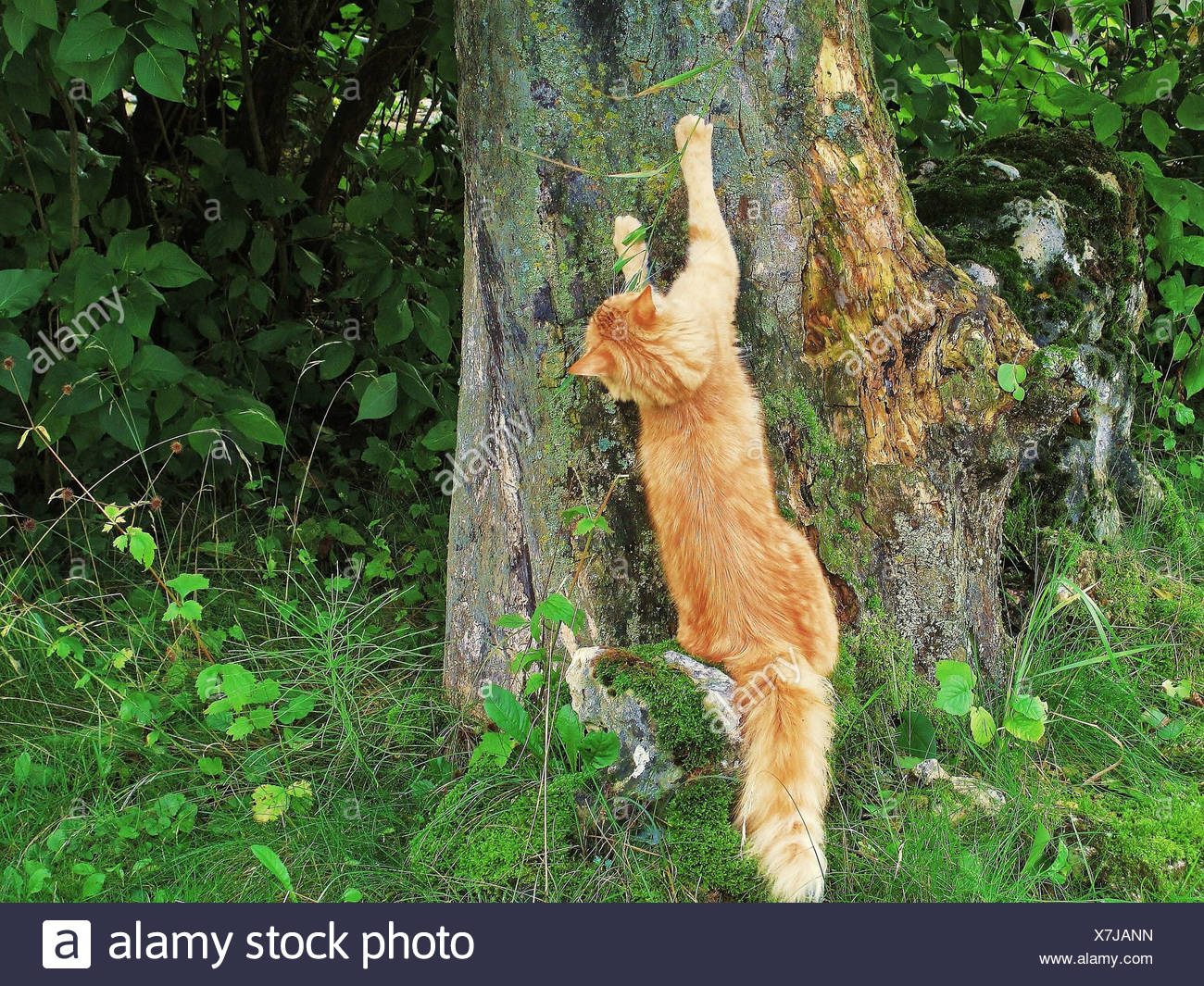 Animal Animaux Chat Chat De Maison Rouge Rayures Arbre Allemagne Photo Stock Alamy