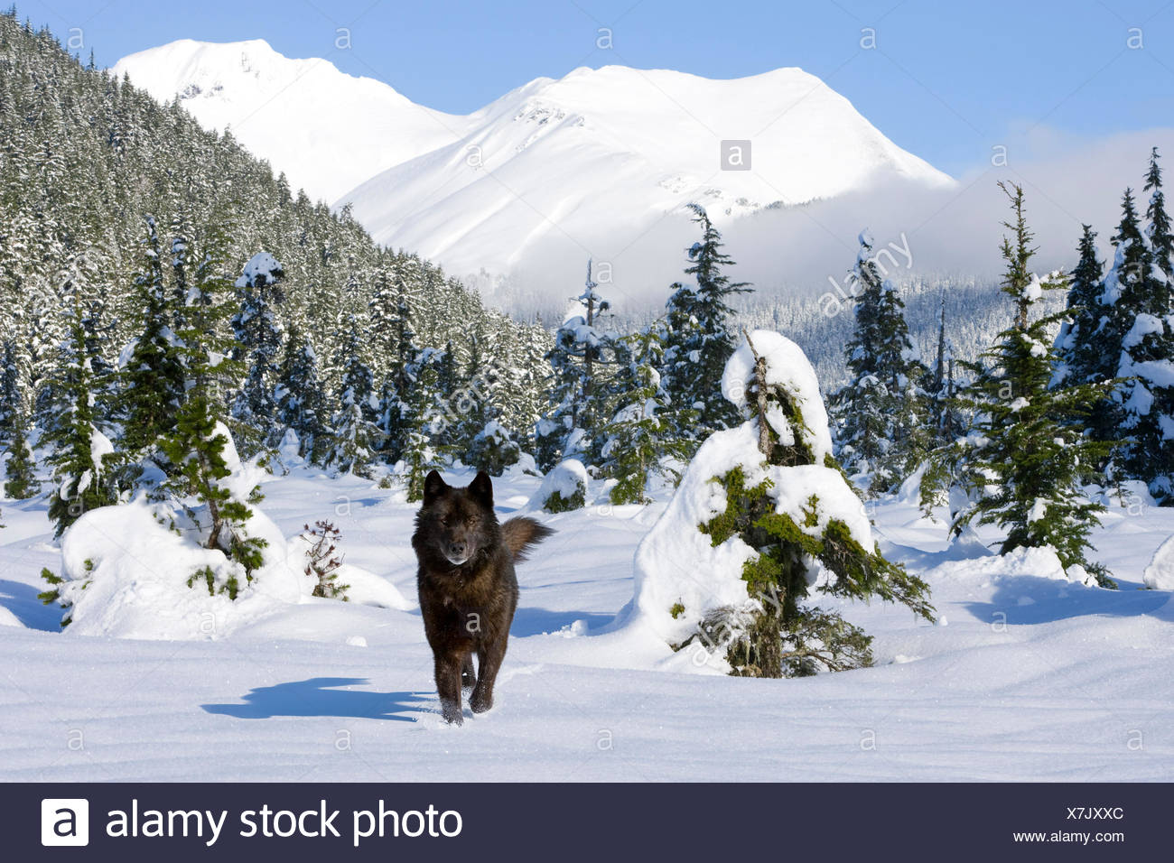 Loup Noir Dans La Neige Couverts Pre Dans La Foret Tongass En Alaska Avec Montagnes En Arriere Plan Photo Stock Alamy