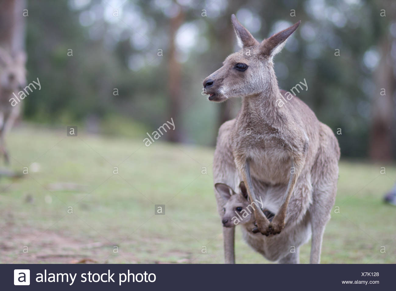 Kangourou Avec Bebe En Poche Sur Domaine Photo Stock Alamy