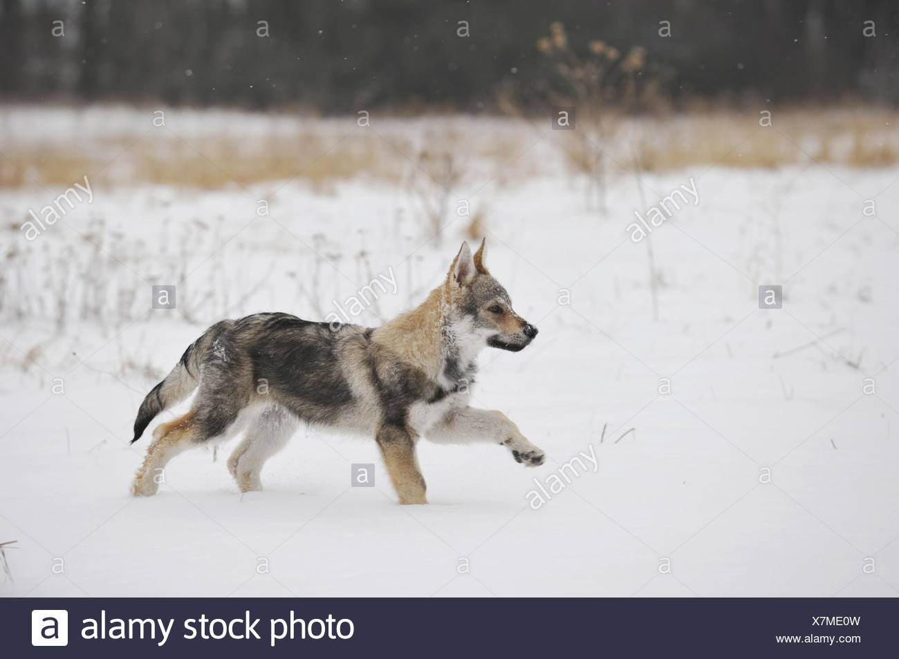 Jeune Chien Loup Tchecoslovaque Photo Stock Alamy