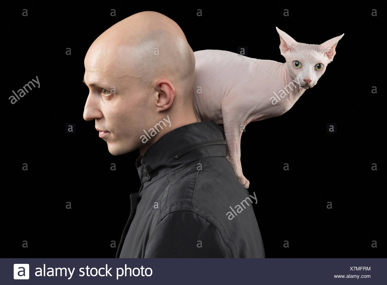 Voir Le Profil De L Homme Chauve Portant Sur L Epaule De Chat Sans Poils Sphynx Sur Fond Noir Photo Stock Alamy