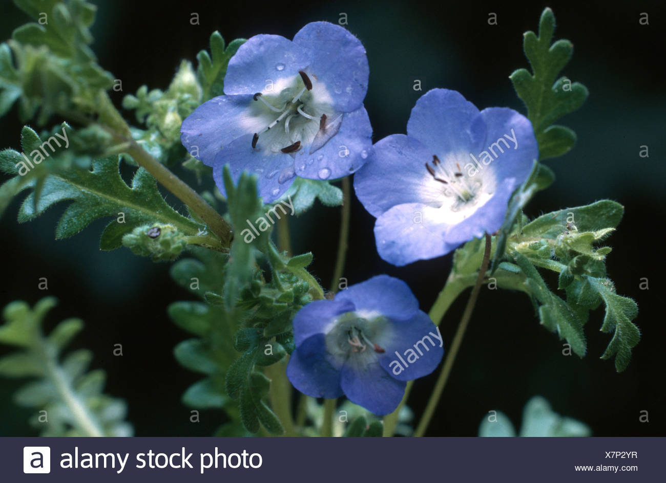 Nemophila Banque D Image Et Photos Alamy Nemophila Banque D Image Et Photos Alamy