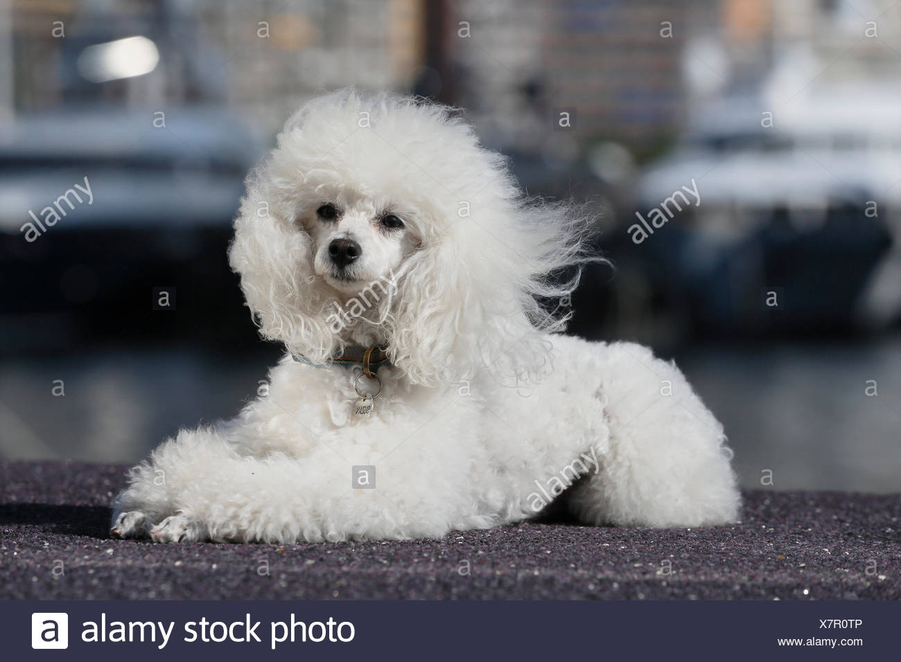 Caniche Banque D Image Et Photos Alamy Caniche Banque D Image Et Photos Alamy