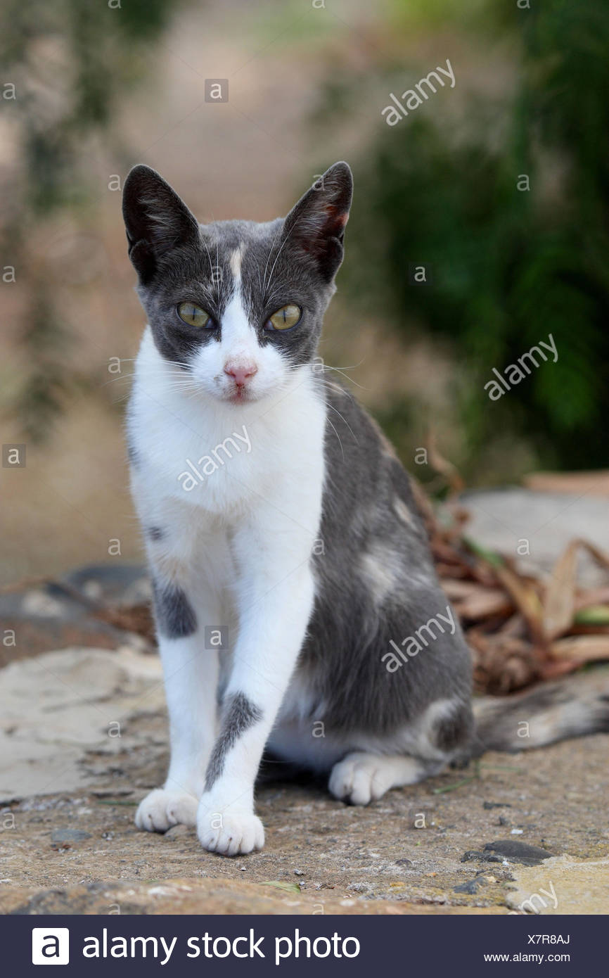 Chat De Maison S Asseoir Blanc Grisatre Photo Stock Alamy Chat De Maison S Asseoir Blanc Grisatre Photo Stock Alamy