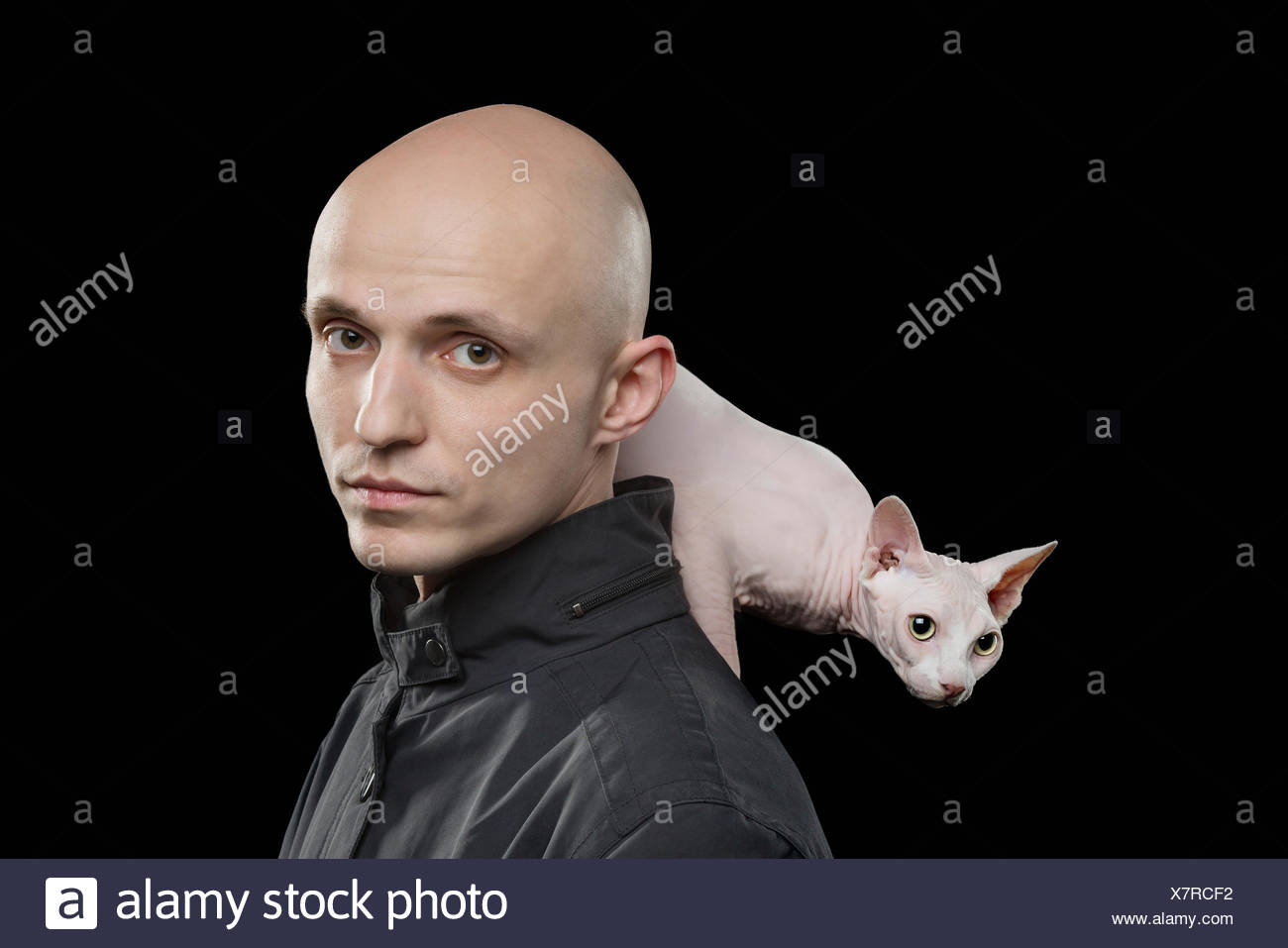 Portrait D Homme Chauve Portant Sur L Epaule De Chat Sans Poils Sphynx Sur Fond Noir Photo Stock Alamy