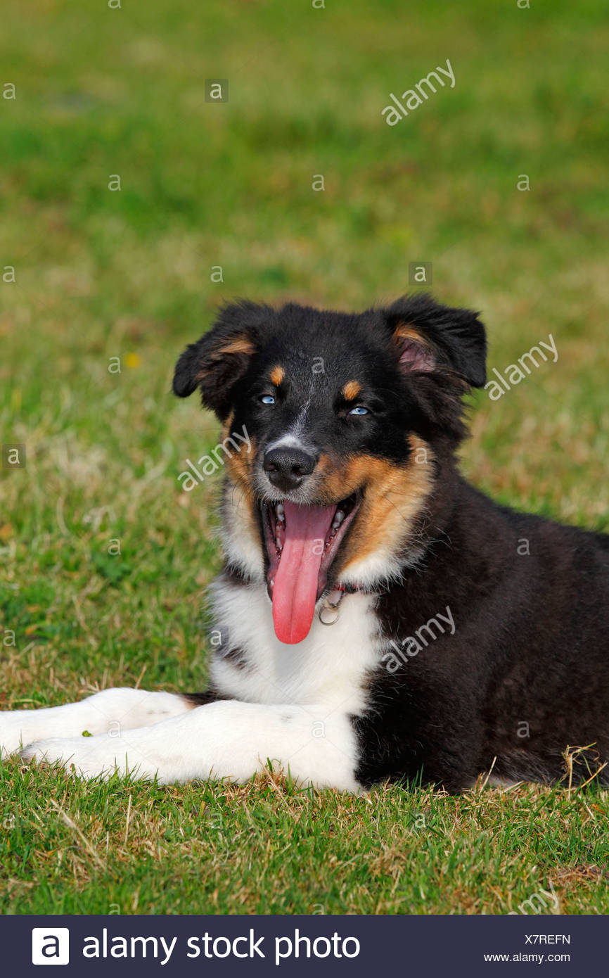 Chien De Berger Australien Chiot Tricolore Noir Aux Yeux