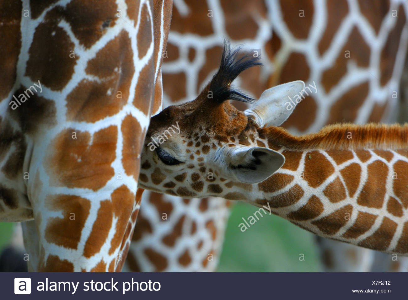 Girafe somaliens, Giraffa camelopardalis reticulata, jeune animal, infirmière, medium close-up, Banque D'Images