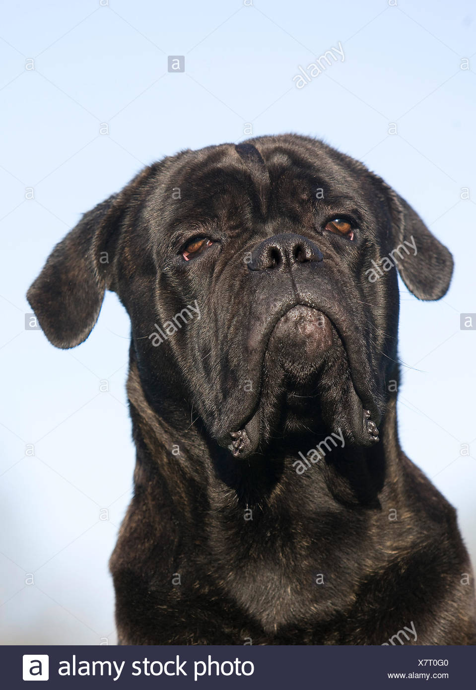 Cane Corso Une Race De Chien Ditalie La Tête Dadulte