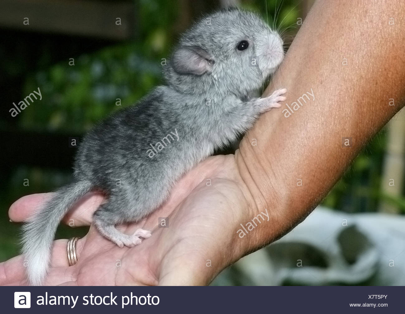 Long Tailed Chinchilla Chinchilla Lanigera Bebe Chinchilla Sur Main Humaine Photo Stock Alamy
