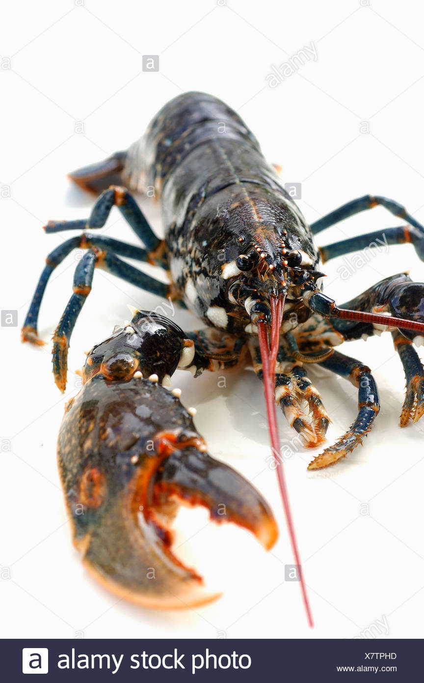 Homard De Bretagne Banque d'image et photos - Alamy