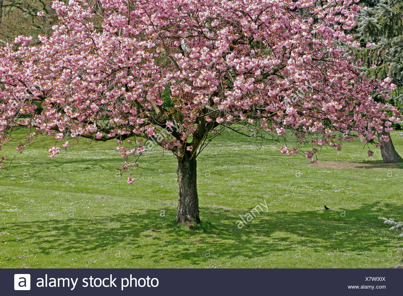 Arbre Arbres Printemps La Cerise Tree Basse Saxe Cerisier Prunus Hagen Photo Stock Alamy