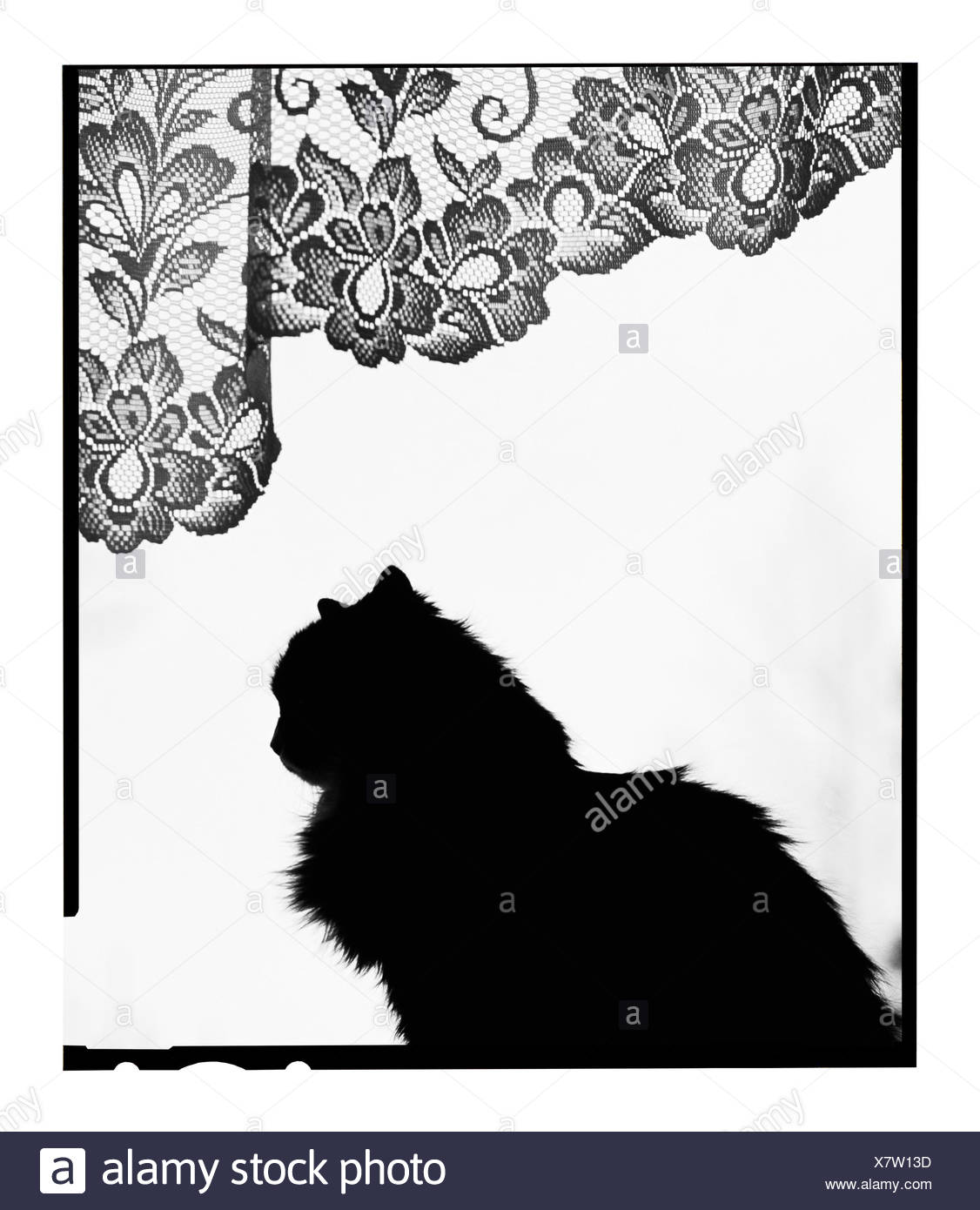 Silhouettes De Chat Banque D Image Et Photos Alamy