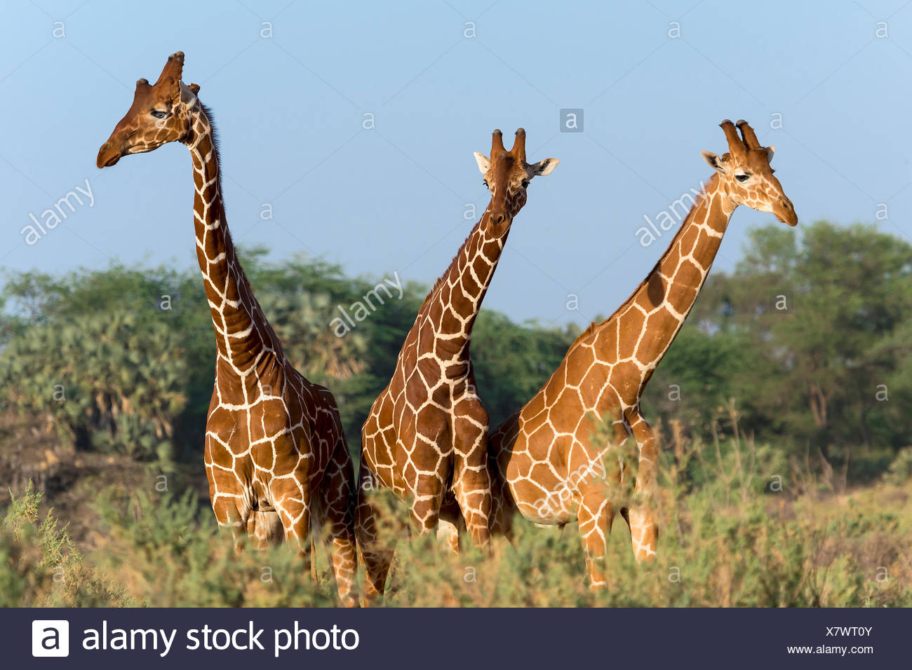 Trois girafes somaliens ou girafes Giraffa reticulata réticulée (girafe), Samburu National Reserve, Kenya Banque D'Images