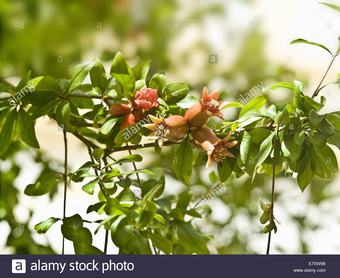 Jardin Grenadier Arbre Fleurs Feuilles Punica Granatum