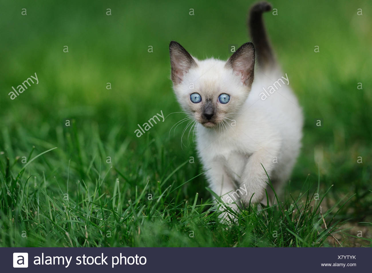 Chat Siamois Seal Point Jeune Animal Meadow Debout De Face Photo Stock Alamy