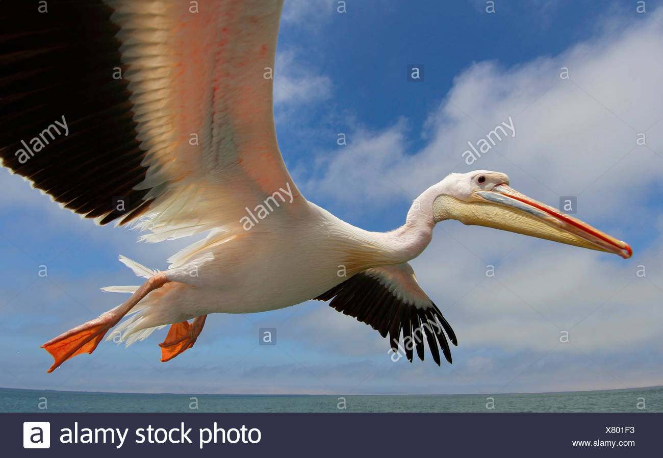 Le pélican blanc d'Amérique (Pelecanus onocrotalus), voler, Namibie, Walvis Bay Banque D'Images