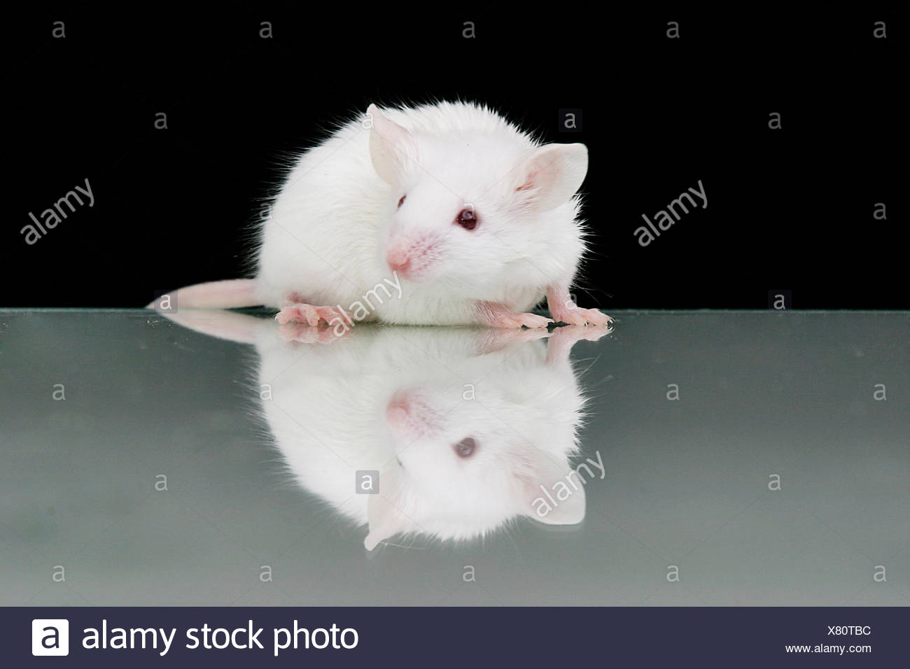 Souris Domestique Mus Musculus Souris Blanche Avant La Mise En Miroir Fond Noir Photo Stock Alamy