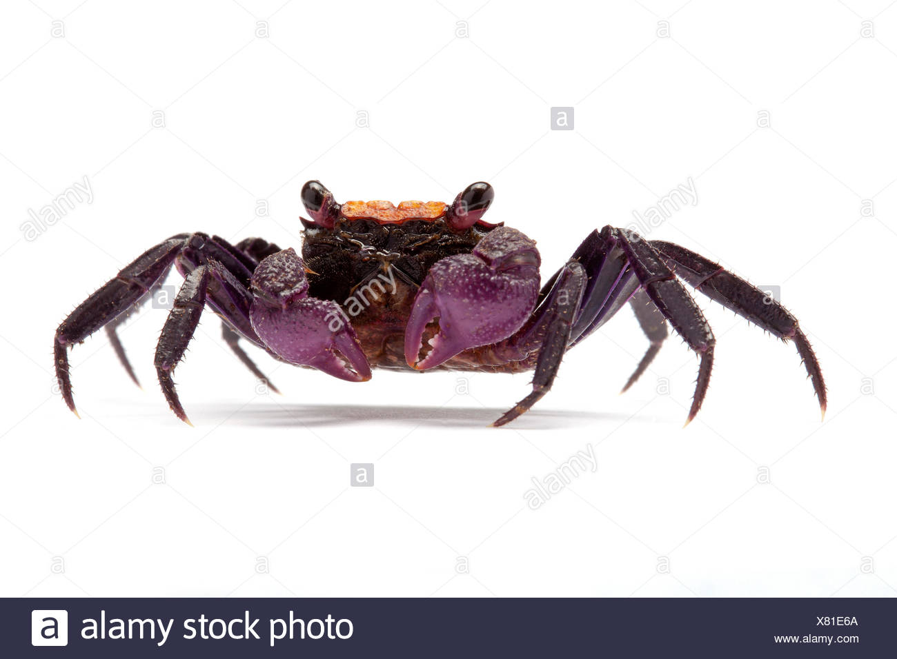 Crabe Vampire Banque D Image Et Photos Alamy Crabe Vampire Banque D Image Et Photos Alamy
