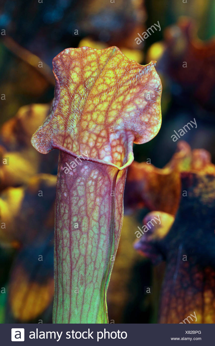 Le nord de la sarracénie pourpre (Sarracenia purpurea), piège de la feuille Banque D'Images