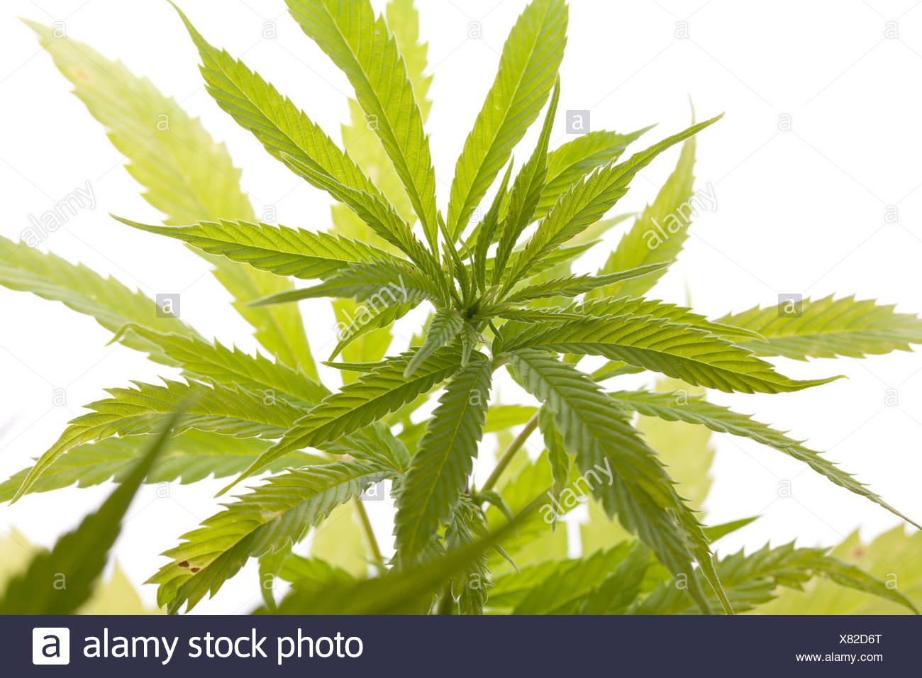 Les feuilles des plantes de marijuana fraîche sur fond blanc Banque D'Images