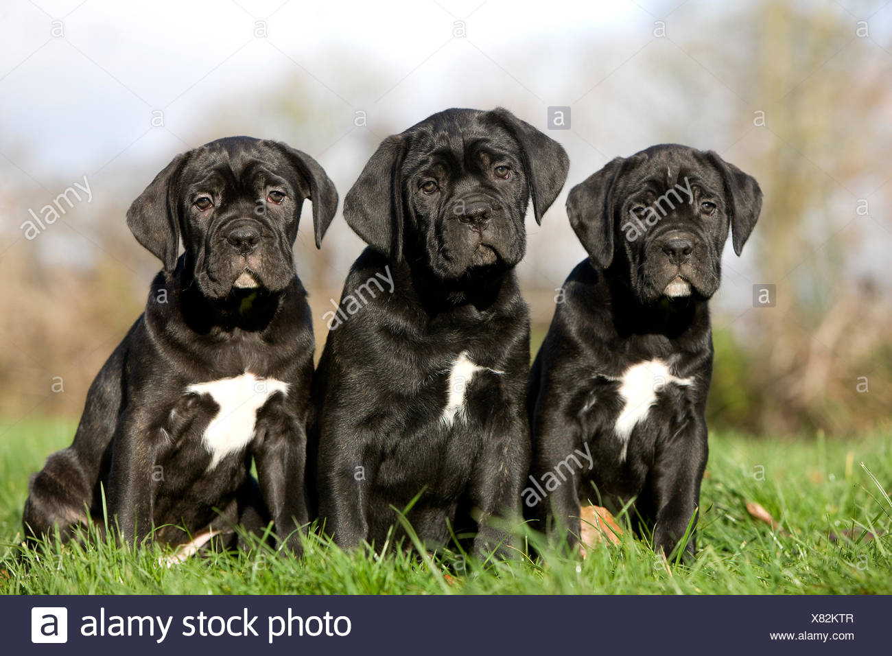 Cane Corso Une Race De Chien Ditalie Pups Sitting On