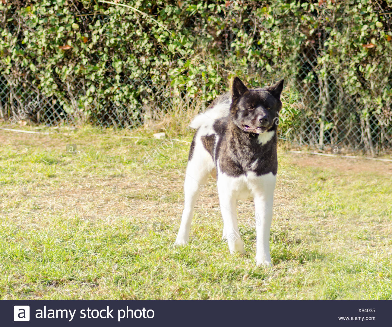 Une Vue De Profil Dun Bringé Blanc Et Noir Pinto Akita