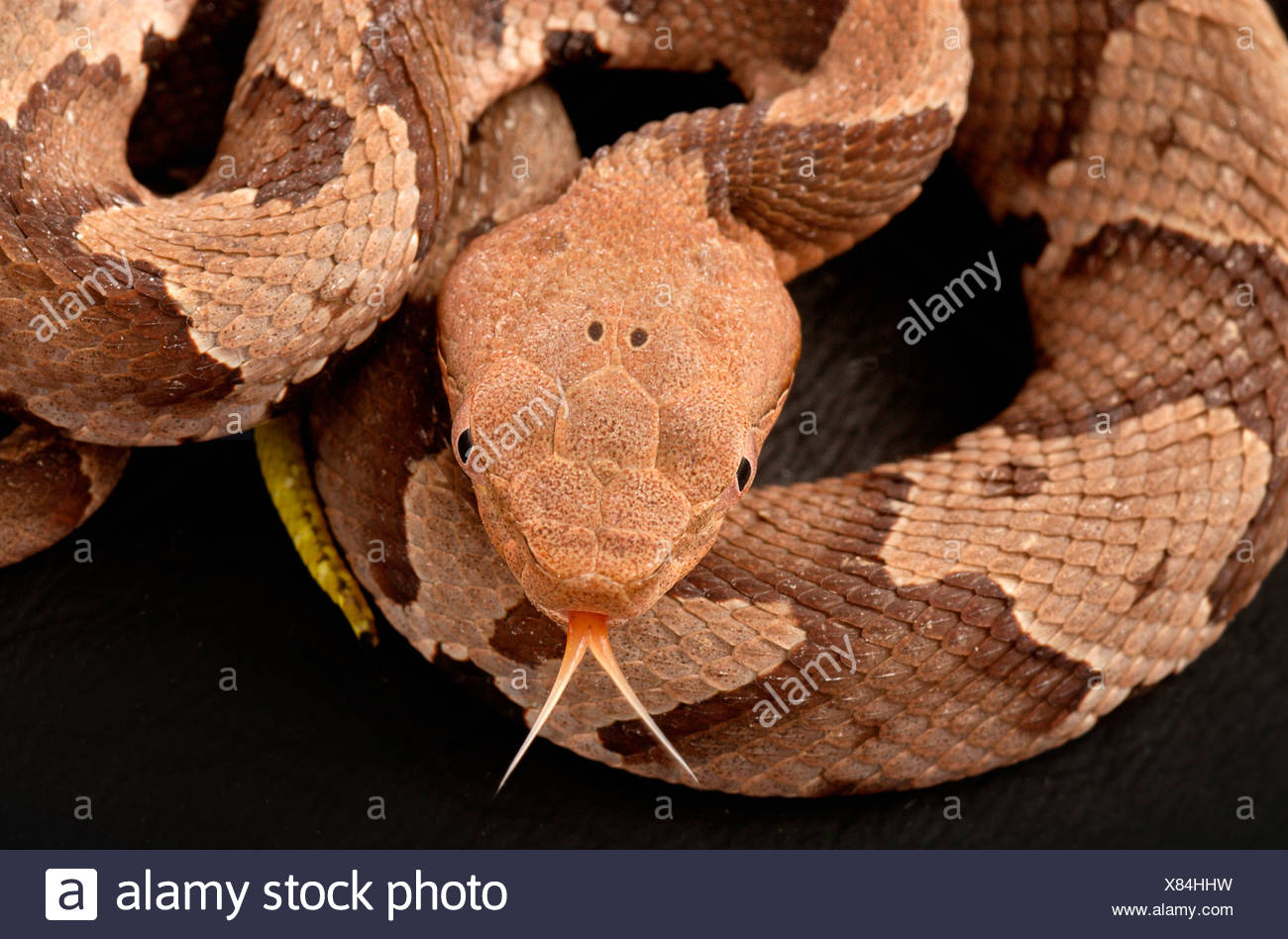 Le sud du serpent Agkistrodon contortrix copperhead, Banque D'Images