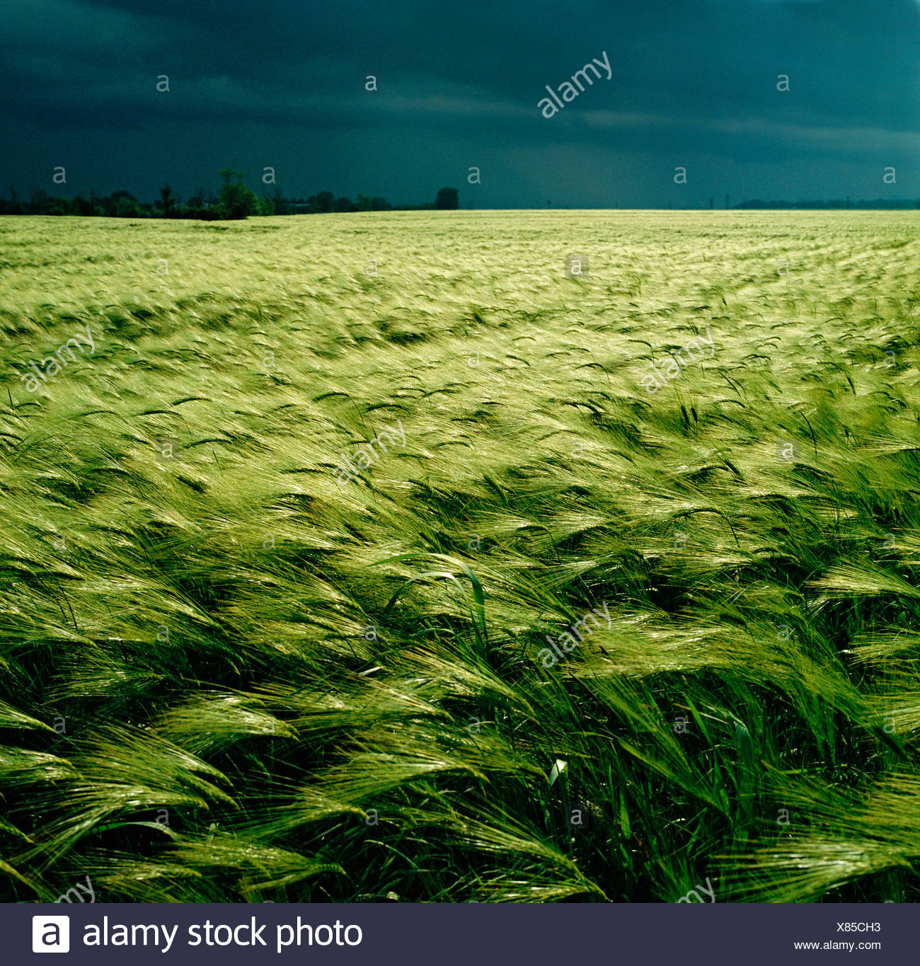 Go WILTSHIRE CIEL D'ORAGE CHAMP D'ORGE PRÈS DE SALISBURY Banque D'Images