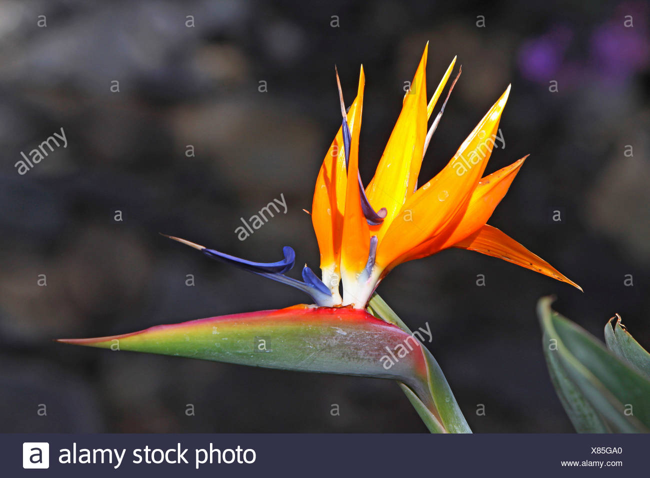 Crane Fleur Fleur Oiseau De Paradis Strelitzia Reginae