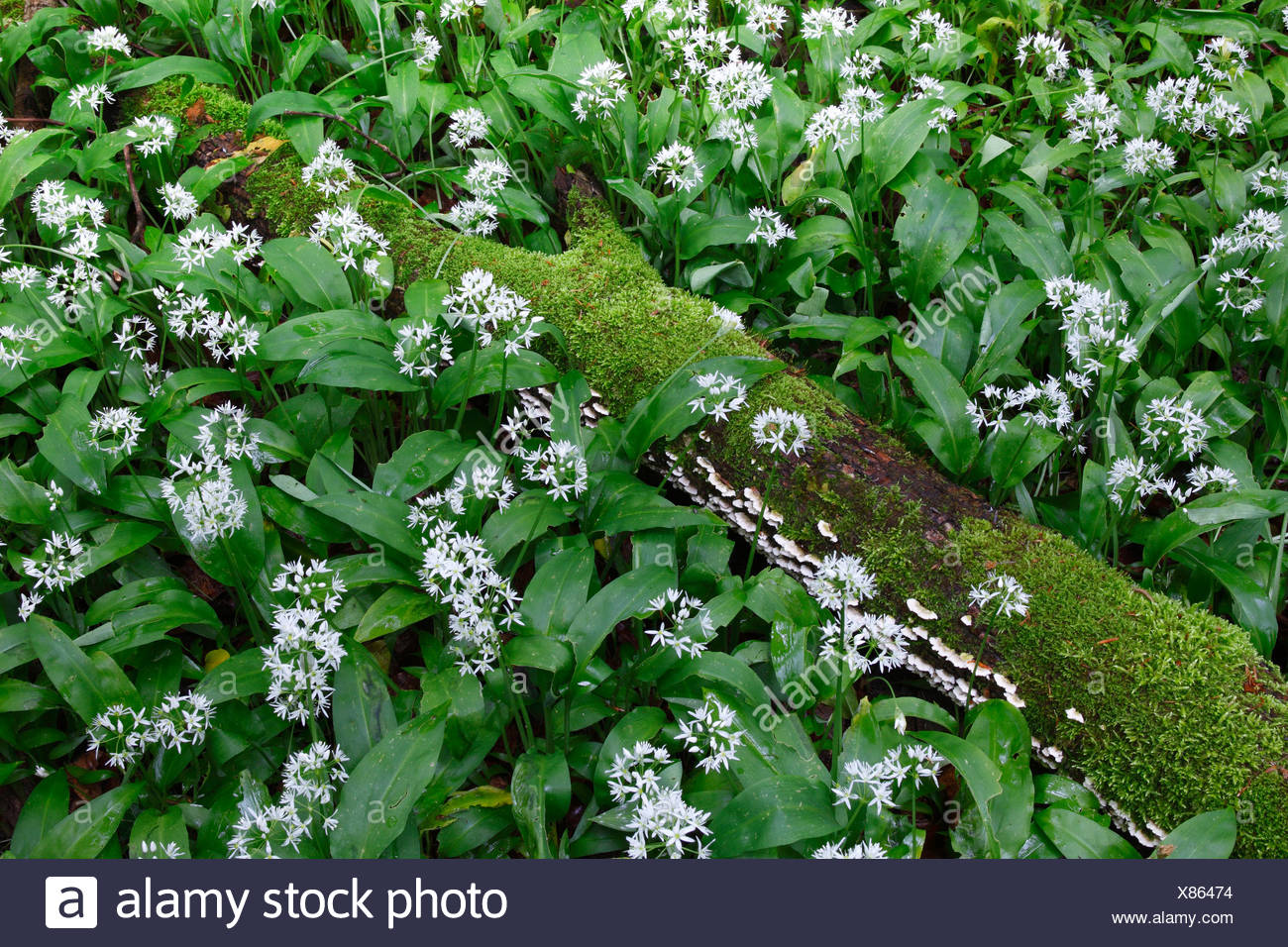 Lallium Ursinum Tronc De Larbre Fleur Fleur Sépanouir Des