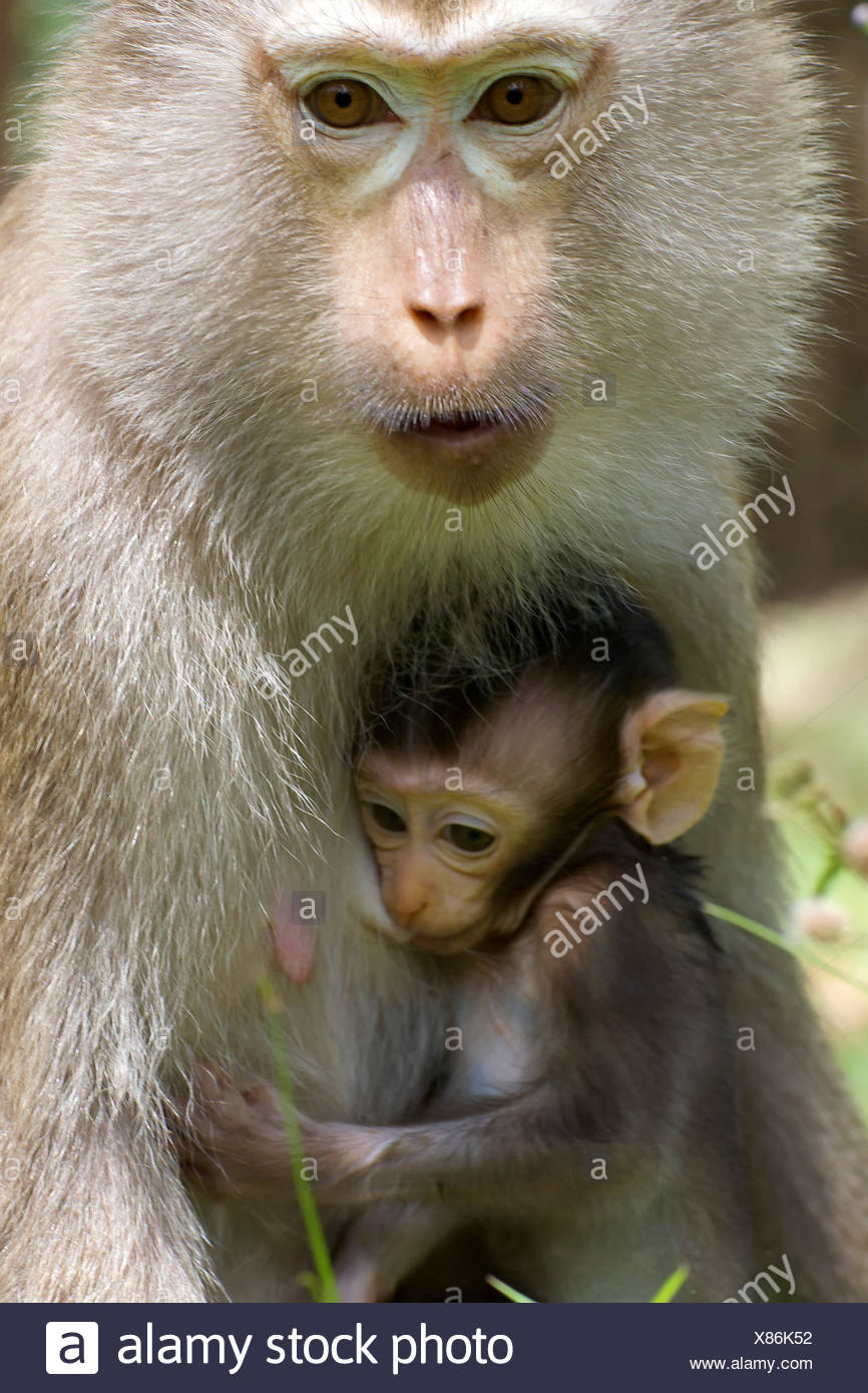 Wild Singe Mere Maman Ma Maman Cub Bebe Les Jeunes Les Plus Jeunes Deux Ensemble Photo Stock Alamy