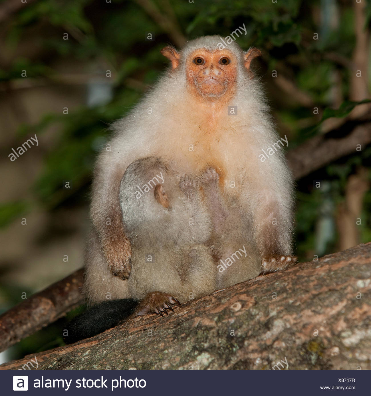 Ouistiti Argente Argentatus Mico Femme Avec Bebe Photo Stock Alamy