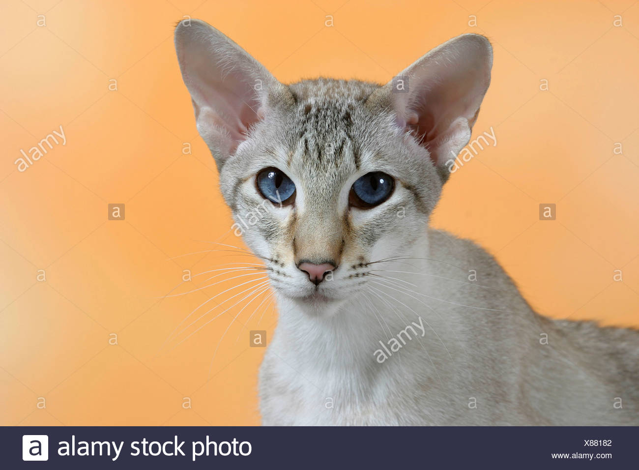 Chat Siamois Seal Tortie Tabby Point Photo Stock Alamy Chat Siamois Seal Tortie Tabby Point Photo Stock Alamy