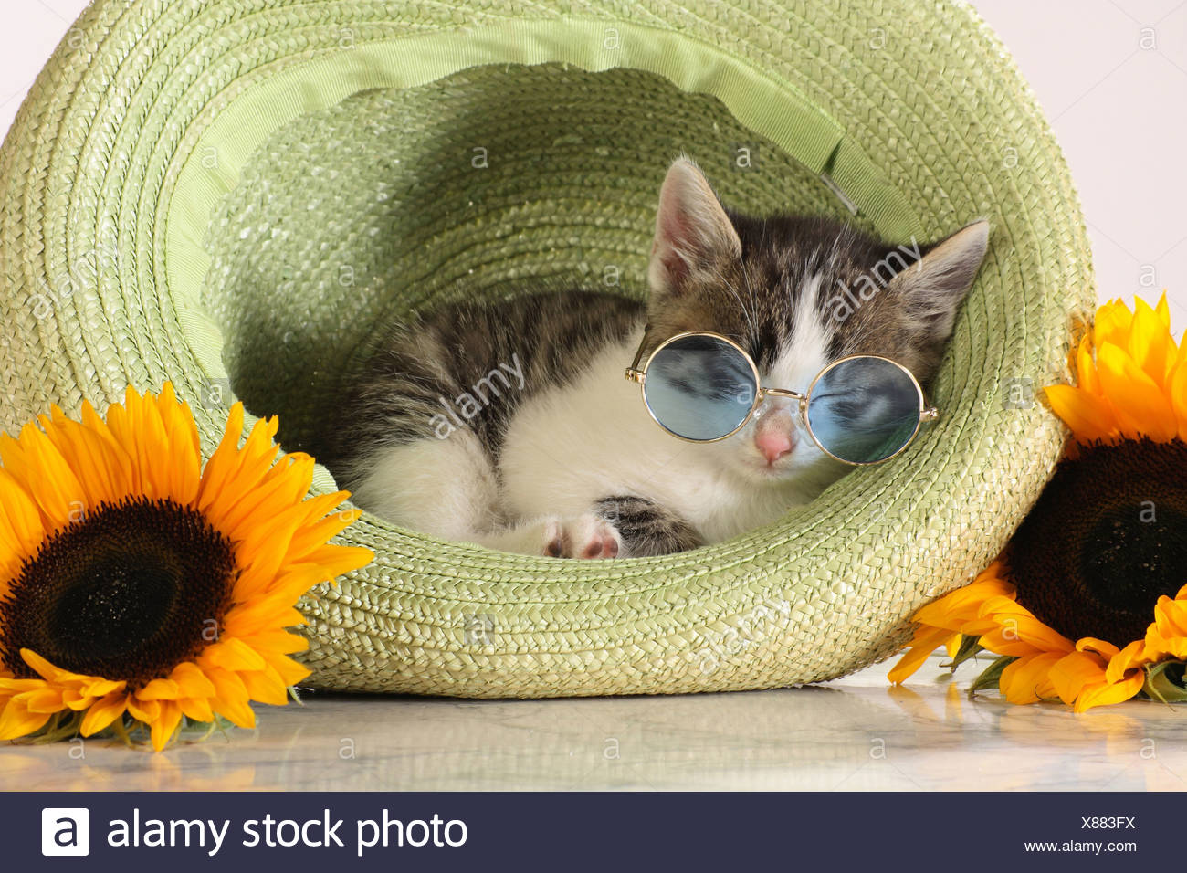 Chat Domestique Chaton Avec Des Lunettes De Dormir Dans Un Chapeau De Paille Photo Stock Alamy