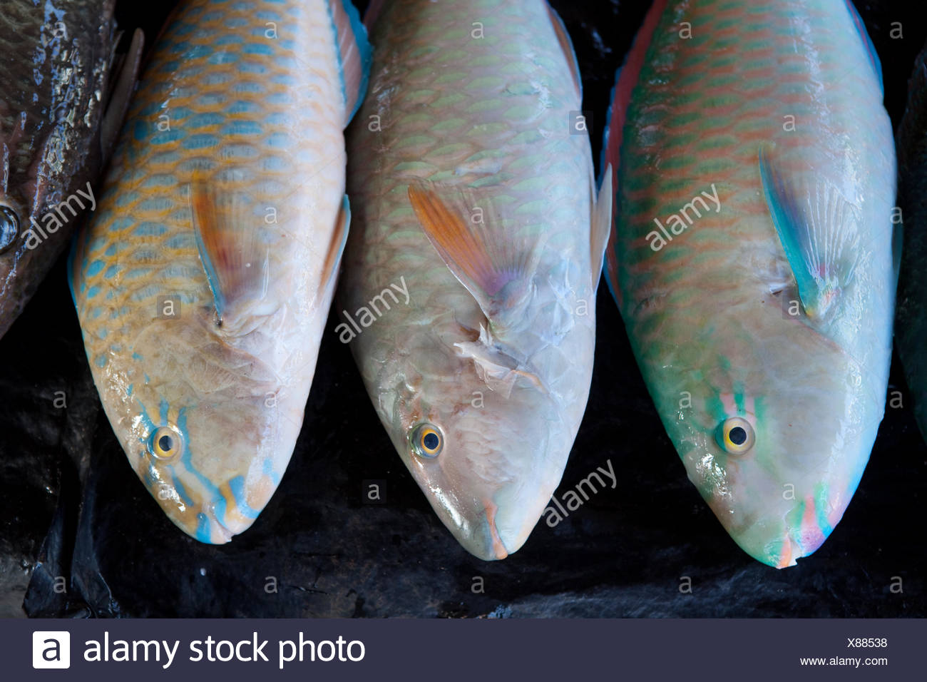 Un choix de poissons-perroquets colorés dans un marché à Gizo, Îles Salomon  Photo Stock - Alamy