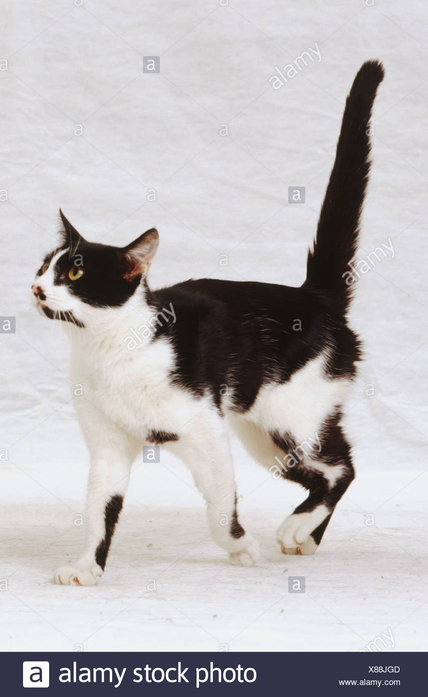 Chat Noir Et Blanc Tenue Grande Queue Oreilles Tendit L Expression Alerte Vue De Cote Photo Stock Alamy Chat Noir Et Blanc Tenue Grande Queue Oreilles Tendit L Expression Alerte Vue De Cote Photo Stock Alamy