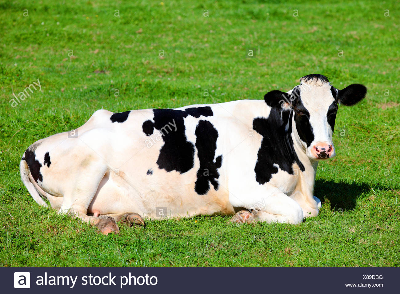 Vache noire et blanche couchée sur l