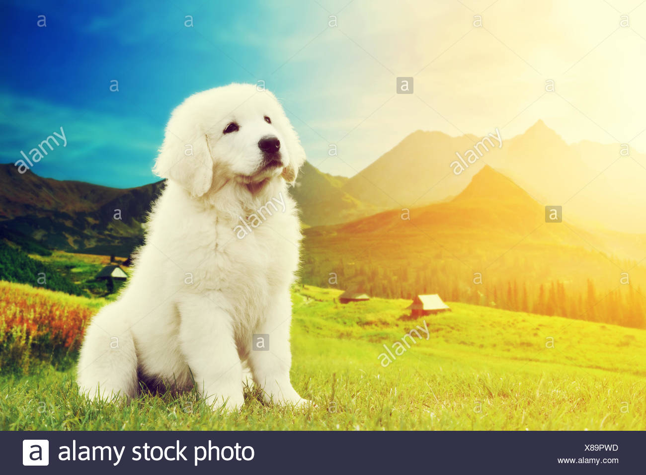 Polish Tatra Mountain Dog Photos Polish Tatra Mountain Dog