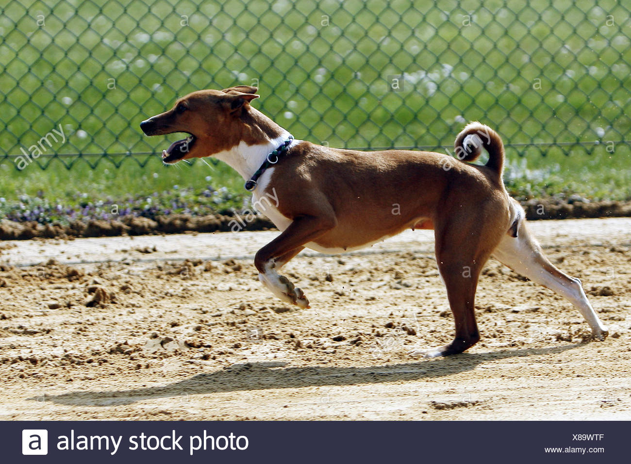 Petit Tout Petit Peu Courte Chien Chiens Greyhound Race Rare