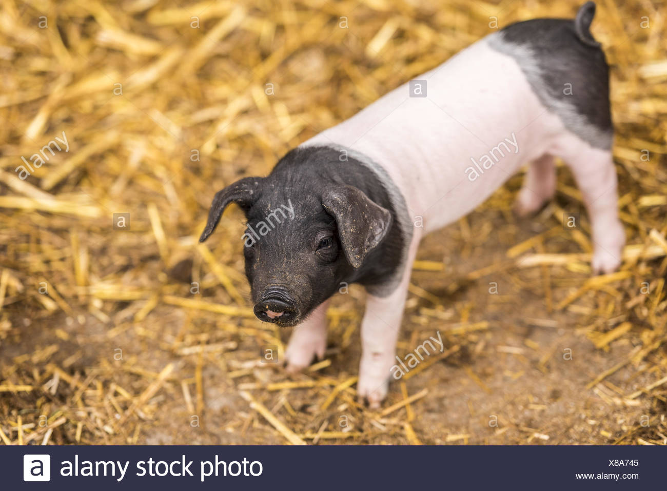 Bebe Cochon De Race Allemande Photo Stock Alamy Bebe Cochon De Race Allemande Photo Stock Alamy