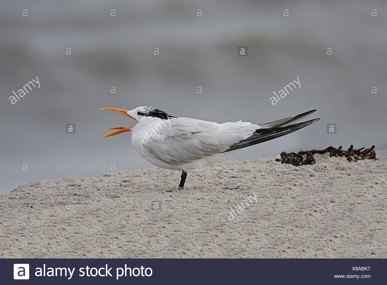 Animaux Oiseaux Beach La Plage De Bord De Mer De Leau