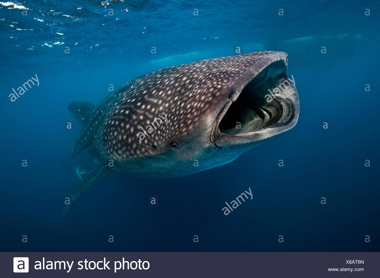 Requin-baleine (Rhincodon typus) se nourrissant de plancton, l'île de Contoy, Quintana Roo, Mexique Banque D'Images