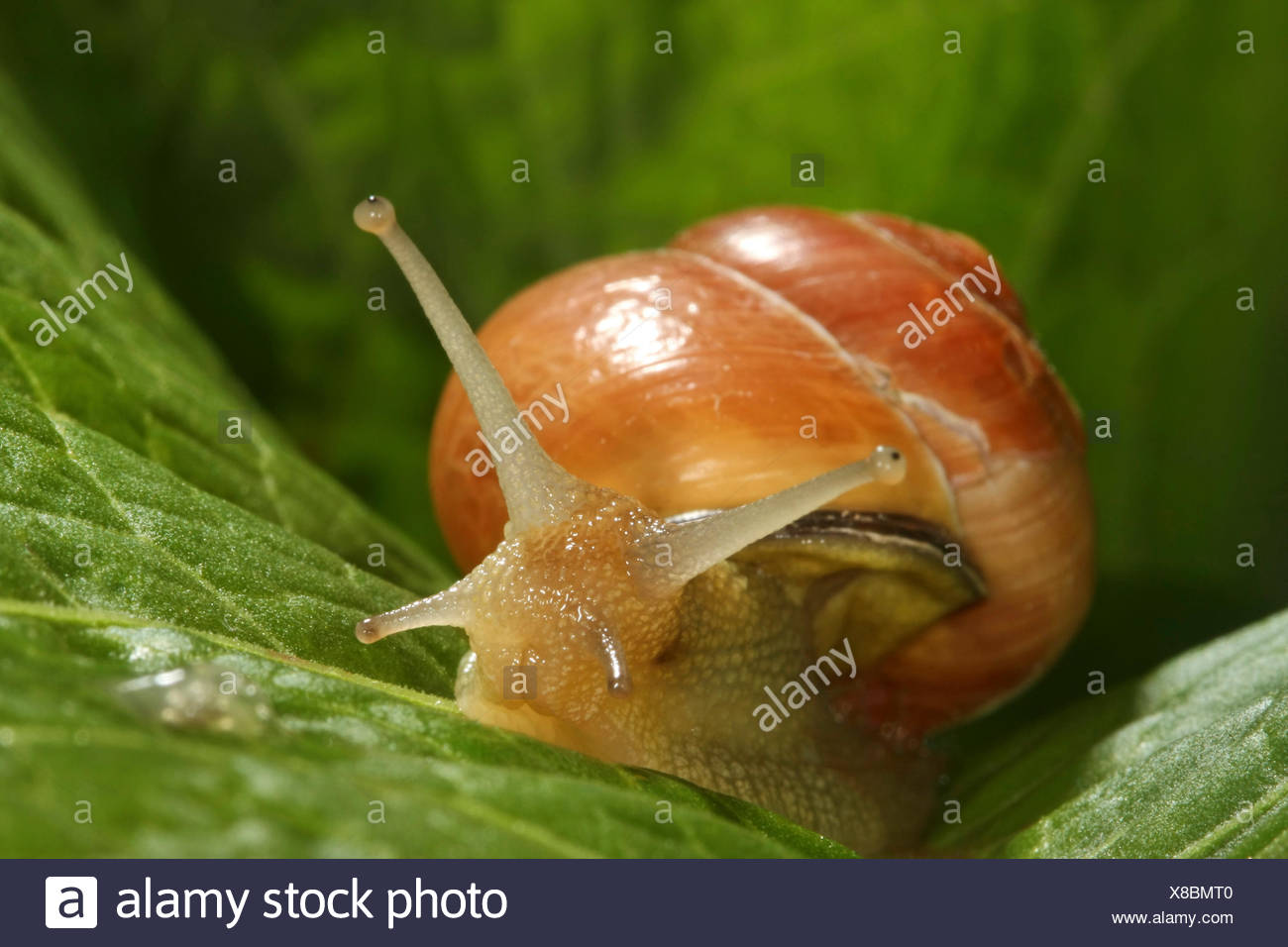 Brown Lipped Escargot Escargot Grovesnail Grove Jardin Anglais Escargot Escargot Bagues Plus Bois Bagues Escargot Cepaea Nemoralis En Lignes Sur Une Feuille De L Escargot Allemagne Photo Stock Alamy