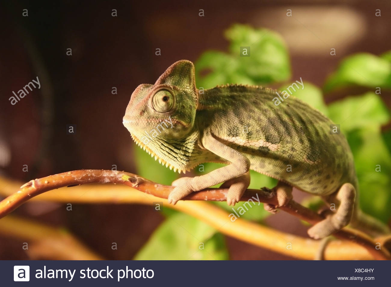 Baby Chameleon Banque D Image Et Photos Page 5 Alamy