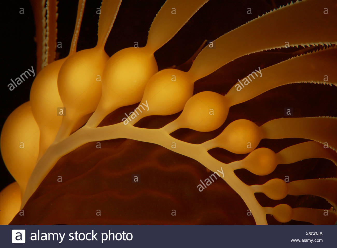 Détail du varech géant de bulles Macrocystis pyrifera Santa Catalina Island Channel Islands PACIFIQUE Californie USA Banque D'Images