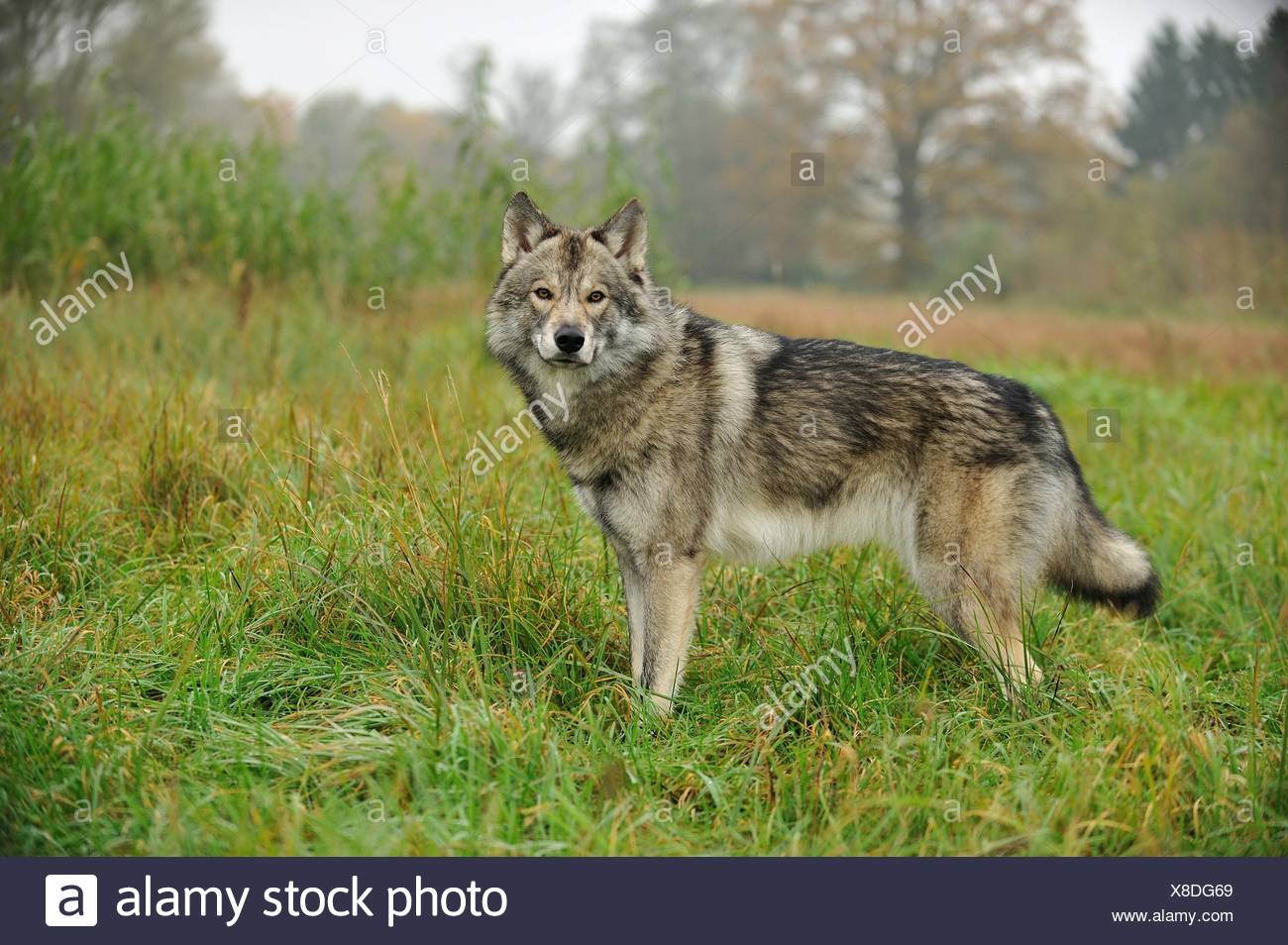 American Wolfdog Photos American Wolfdog Images Alamy