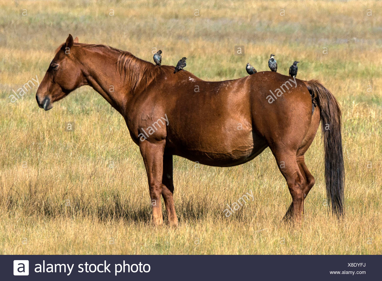 Cheval Chevaux Grand Teton National Park Wyoming Usa