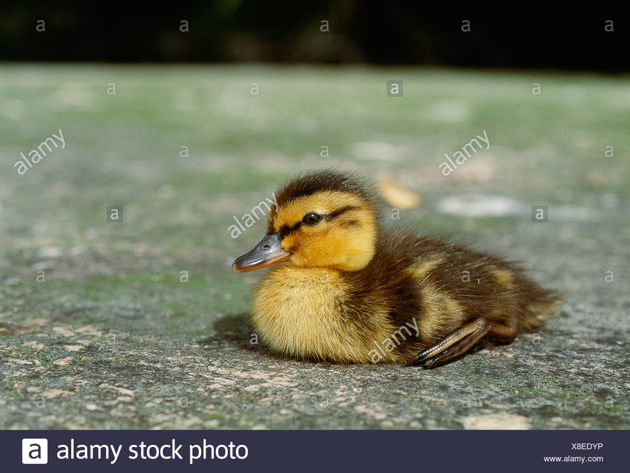 Bebe Canard Colvert Photo Stock Alamy
